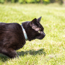pettsie-blue-kitten-collar-breakaway-matching-friendship-bracelet-easy-adjustable-edi2