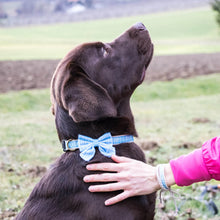 pettsie-hemp-dog-collar-cotton-bow-tie-removable-washable-matching-friendship-bracelet-benefits-calming-bruno-2