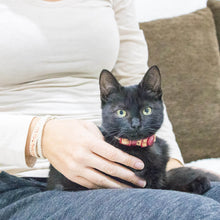 pettsie-kitten-collar-safety-breakaway-buckle-friendship-bracelet-easy-adjustable-edi-2